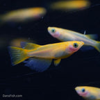 RLF Red Emperor Medaka Ricefish