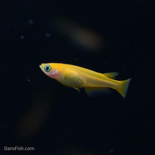 RLF Red Emperor Medaka Ricefish