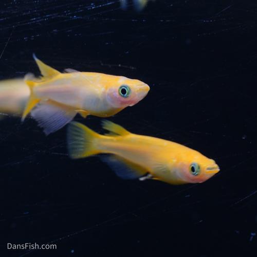 RLF Red Emperor Medaka Ricefish