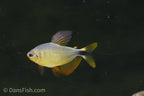 Raccoon Tetra