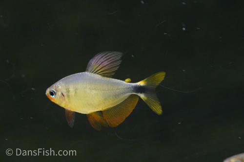 Raccoon Tetra
