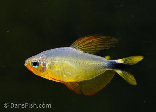 Raccoon Tetra