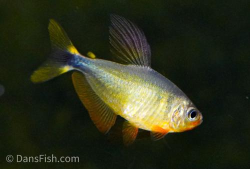 Raccoon Tetra
