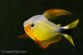 Raccoon Tetra