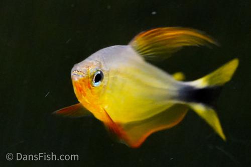 Raccoon Tetra