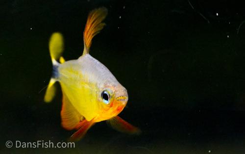 Raccoon Tetra