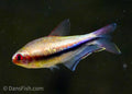 Rainbow Emperor Tetra