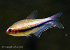 Rainbow Emperor Tetra