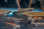 Rainbow Goby