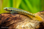 Rainbow Goby
