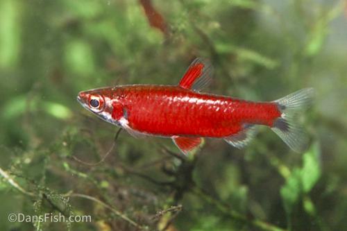 Really Red Pencilfish 'Rio Amaya'