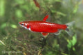 Really Red Pencilfish 'Rio Amaya'