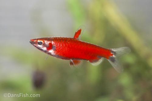 Really Red Pencilfish 'Rio Amaya'