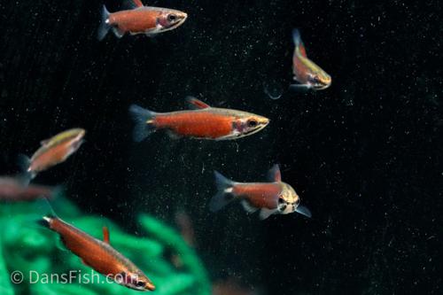 Really Red Pencilfish 'Rio Amaya'