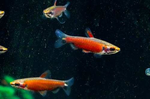 Really Red Pencilfish 'Rio Amaya'