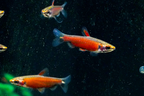 Really Red Pencilfish 'Rio Amaya'