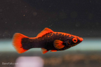 Red Alpha Swordtail