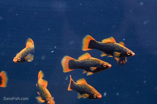 Red Alpha Swordtail