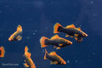 Red Alpha Swordtail
