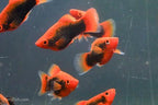 Red Base Black Coral Platy