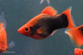 Red Base Black Coral Platy