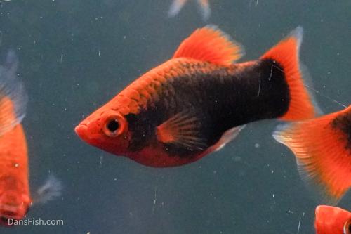 Red Base Black Coral Platy