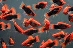 Red Base Black Coral Platy