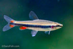 Red Beckfordi Pencilfish