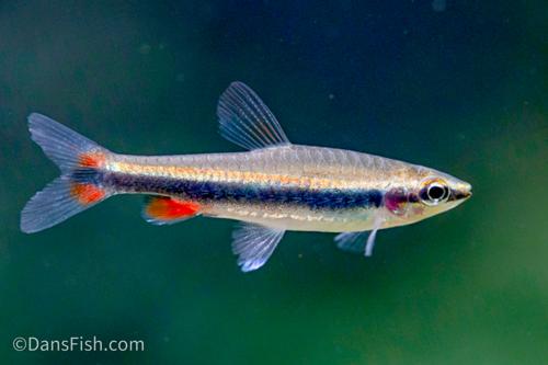 Red Beckfordi Pencilfish