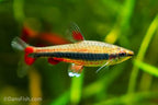 Red Beckfordi Pencilfish