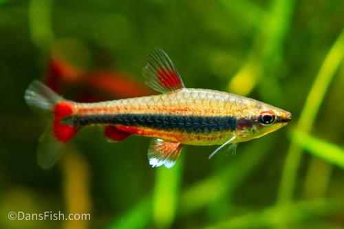 Red Beckfordi Pencilfish