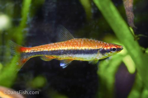Red Beckfordi Pencilfish