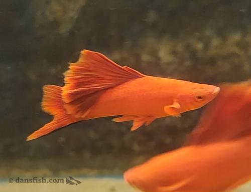 Red Cauliflower Highfin Swordtail