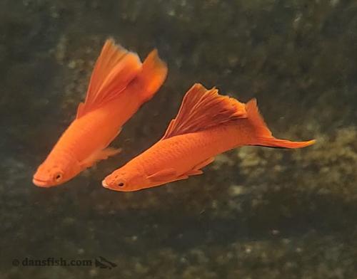 Red Cauliflower Highfin Swordtail
