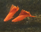 Red Cauliflower Highfin Swordtail