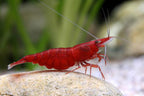 Red Cherry Shrimp, (4 pack)