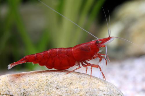 Red Cherry Shrimp, (4 pack)