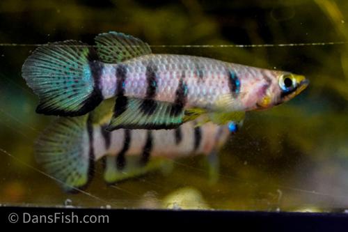 Red Chinned Panchax