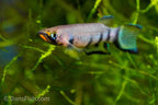 Red Chinned Panchax