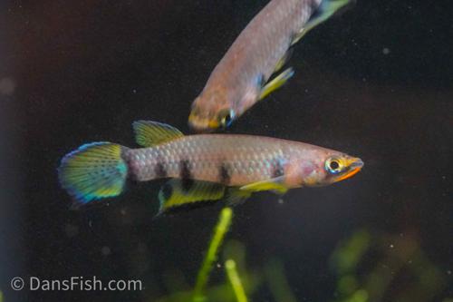 Red Chinned Panchax