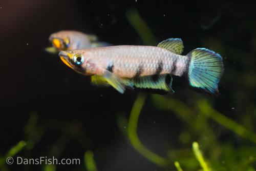 Red Chinned Panchax