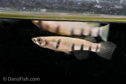 Red Chinned Panchax