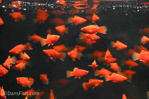 Red Coral Teacup Platy