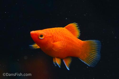 Red Coral Teacup Platy