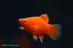 Red Coral Teacup Platy