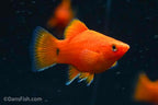 Red Coral Teacup Platy