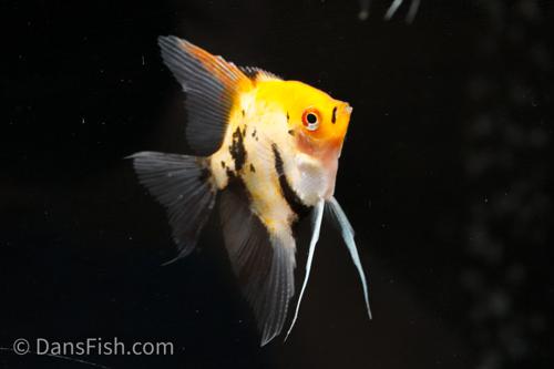 Red Devil Angelfish