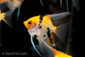 Red Devil Angelfish