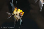 Red Devil Angelfish