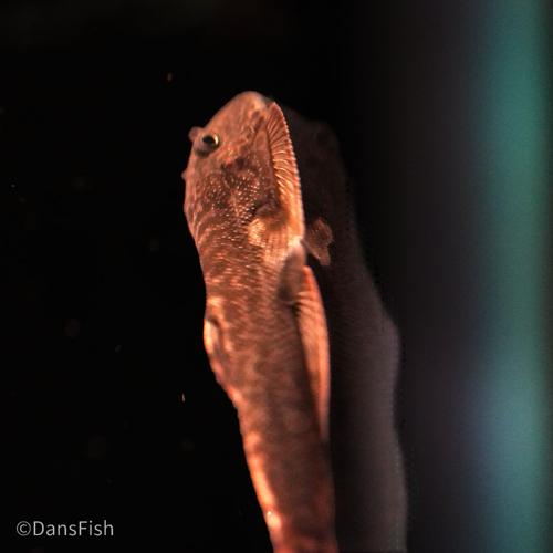 Red Devil Hillstream Loach